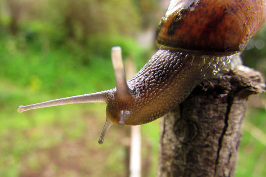 Unlock-the-Power-of-Snail-Mucin-How-Regenertio-s-Natural-Skin-Products-Can-Transform-Your-Skin Regeneratio