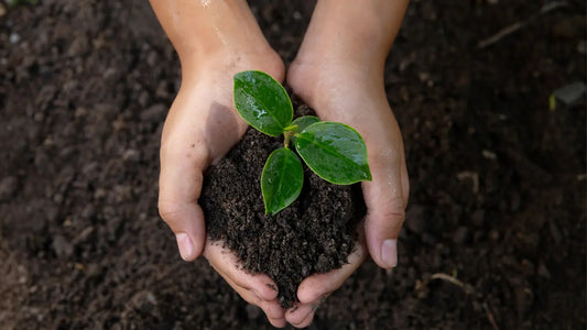 The Importance of Natural Ingredients in Skincare