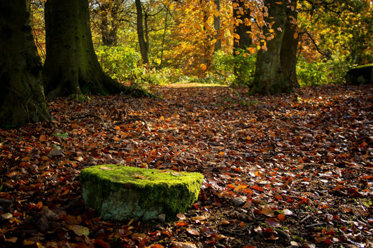 Natural-Skincare-101-Why-Choosing-Natural-Ingredients-Matters-for-Your-Skin-and-the-Planet Regeneratio